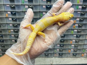 P-13 | RAPTOR POSSIBLE WHITE N YELLW- BETINA