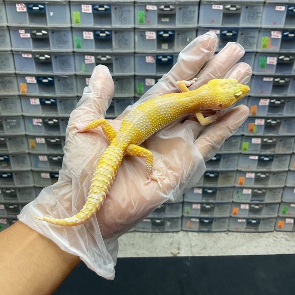 P-13 | RAPTOR POSSIBLE WHITE N YELLW- BETINA