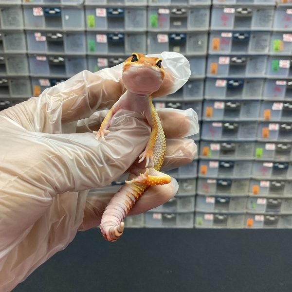 J-10 | HYPO TANGERINE PH. TREMPER - BETINA - Image 2
