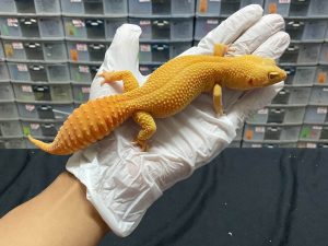 F-144 | SUNGLOW - BETINA OVUL