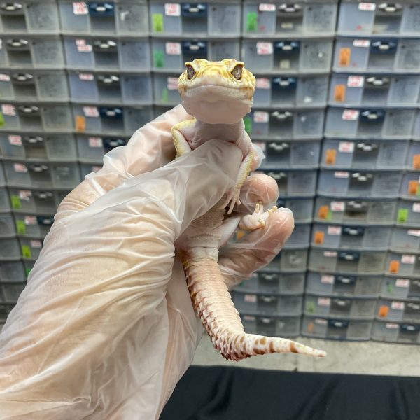 M-73 | MACKSNOW TREMPER - JANTAN - Image 2
