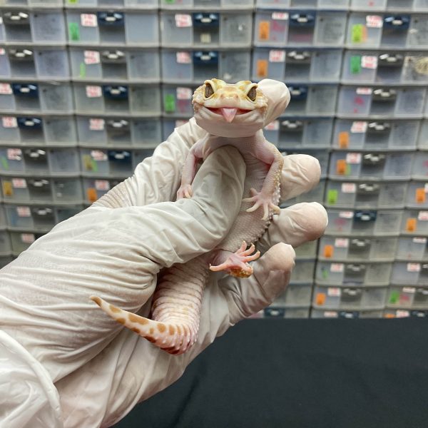 F-103 | WHITE N YELLOW TREMPER H. BLAZING BLIZZARD RAPTOR - BETINA - Image 2