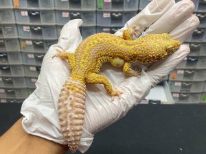 F-46 | BELL BOLD STRIPE - BETINA