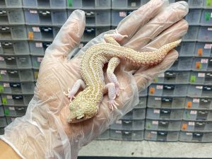 M-26 | ULAT BAMBU - JANTAN