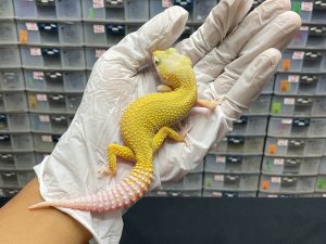 F-82 | WHITE N YELLOW MURPHY RAPTOR - BETINA OVUL