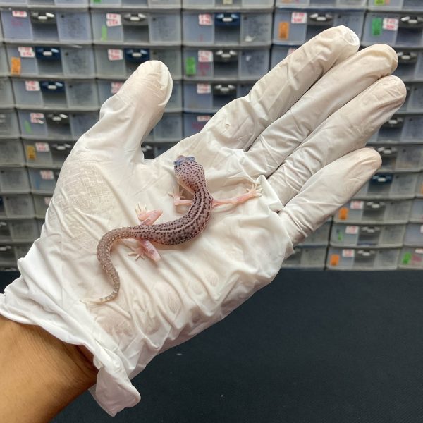 B-69 | PIED LINE SUPER PIED PH. DIABLO BLANCO - INC. BETINA