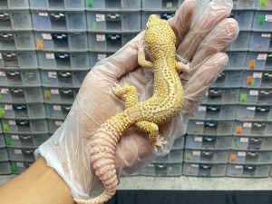 M-14 | BELL MACKSNOW BOLD STRIPE - JANTAN