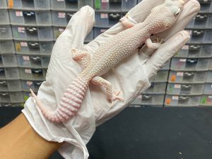 F-19 | DIABLO BLANCO BLAZING BLIZZARD - BETINA OVUL