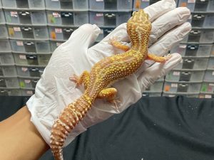 F-153 | PHANTOM LINE BLACKNIGHT - BETINA