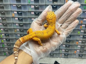 M-63 | TREMPER TANGERINE LINE BLACKNIGHT - JANTAN