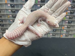 F-49 | SUPERSNOW RAPTOR - BETINA