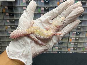 F-86 | ICICLE - BETINA