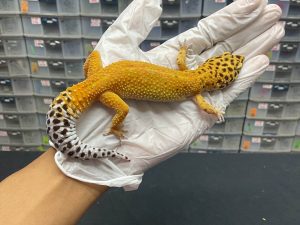 F-40 | EMERINE H. TREMPER - BETINA