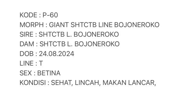 P-60 | GIANT SHTCTB LINE  BOJONEROKO - 64gr - BETINA - Image 3