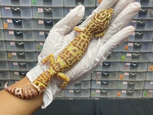 F-6 | SNOW BELL - BETINA OVUL