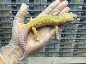 P-37 | MURPHY H. EMBER - JANTAN