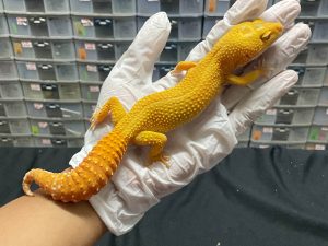 F-155 | SUNGLOW - BETINA