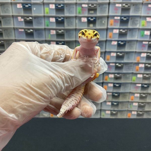 J-14 | WHITE N YELLOW RED STRIPE PH. TREMPER - JANTAN - Image 2