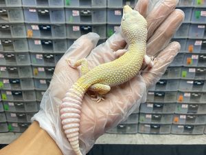 M-11 | BLAZING BLIZZARD - JANTAN