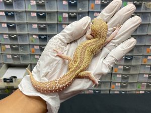 F-93 | ULAT BAMBU - BETINA OVUL