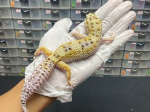 F-34 | ECLIPSE - BETINA OVUL