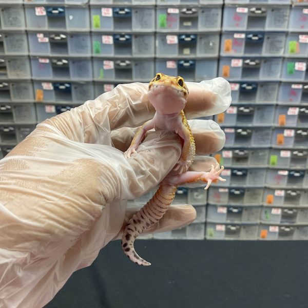 J-42 | JUNGLE TANGERINE PH. TREMPER - BETINA - Image 2