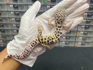 F-55 | MACKSNOW H. BELL PH. RADAR - BETINA