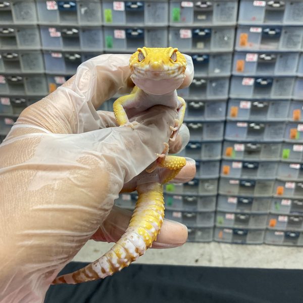 M-48 | HYPO ALBINO PH. RAPTOR - JANTAN - Image 2