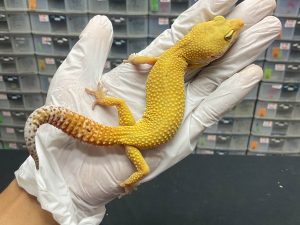 F-75 | SUNGLOW - BETINA