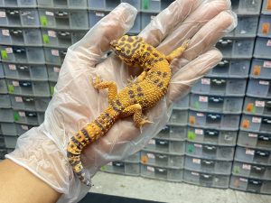 M-17 | SUNSPOT - JANTAN