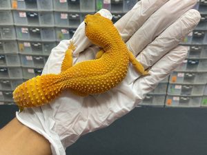 P-61 | SHTCTB LINE GIANT BOJONEROKO - 60 gr - BETINA OVUL