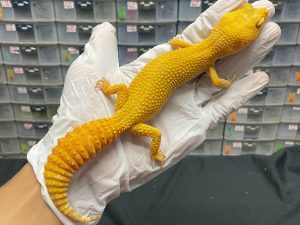 F-164 | SUNGLOW PH. RAPTOR - BETINA