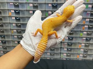 F-16 | RADAR LAVENDER - BETINA OVUL