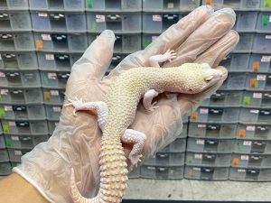 M-27 | SUPERSNOW RAPTOR LINE BLACKNIGHT - JANTAN