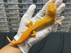 F-139 | SUNGLOW - BETINA OVUL