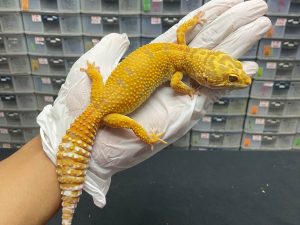 F-60 | TREMPER LAVENDER - BETINA