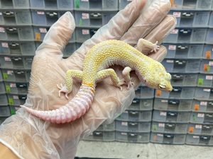 M-45 | PHANTOM ENIGMA - JANTAN