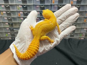 F-147 | SUNGLOW GIANT - BETINA OVUL