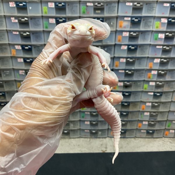 P-12 | PIED ALBINO - BETINA - Image 2