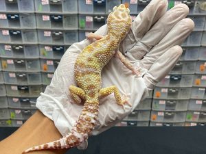 F-103 | WHITE N YELLOW TREMPER H. BLAZING BLIZZARD RAPTOR - BETINA