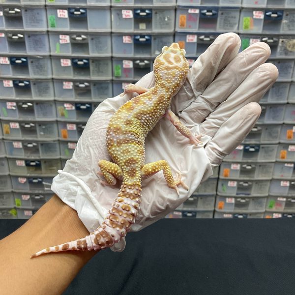 F-103 | WHITE N YELLOW TREMPER H. BLAZING BLIZZARD RAPTOR - BETINA