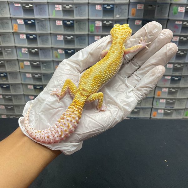 F-37 | RAPTOR POSSIBLE WHITE N YELLOW - BETINA