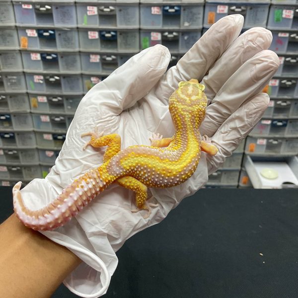 F-30 | TREMPER BOLD STRIPE - BETINA OVUL