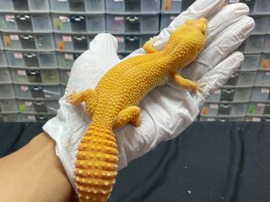 F-141 | SUNGLOW - BETINA