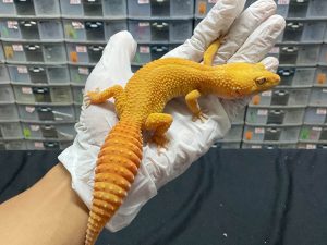 F-145 | SUNGLOW GIANT - BETINA OVUL