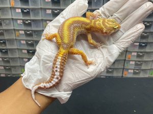 F-39 | TREMPER BOLD STRIPE - BETINA OVUL