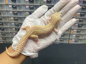 F-35 | ULAT BAMBU - BETINA OVUL