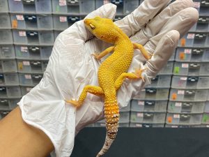 F-83 | SUNGLOW - BETINA