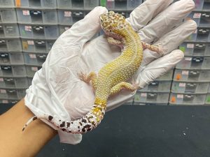 F-67 | HYPO LINE SNOW H. ECLIPSE - BETINA