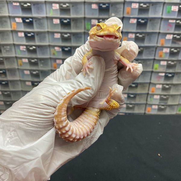 F-50 | TREMPER BOLD STRIPE - BETINA OVUL - Image 2